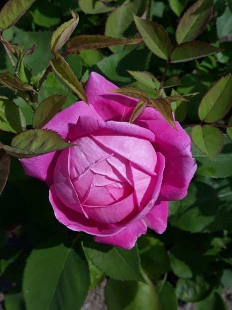 (8) Bulgăresc floare mare - 00Trandafiri 2018