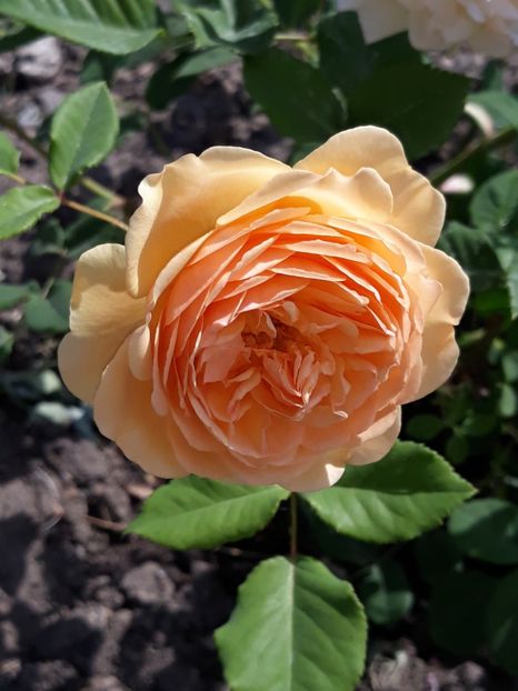 (9) Crown Princess Margareta - 00Trandafiri 2018