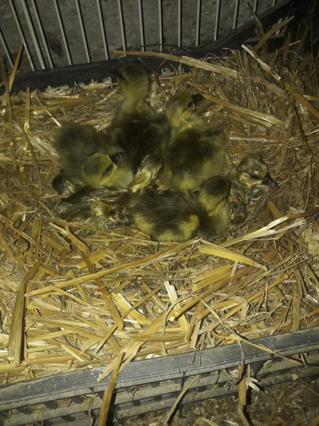 bobocei de gasca africana - Boboci seria nr 1