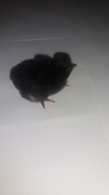  - Pui motati 2018 seria 4