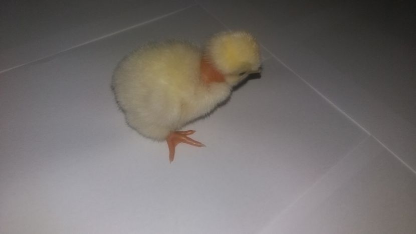  - Pui motati 2018 seria 4