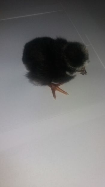  - Pui motati 2018 seria 4