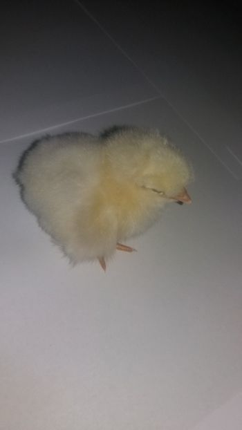  - Pui motati 2018 seria 4