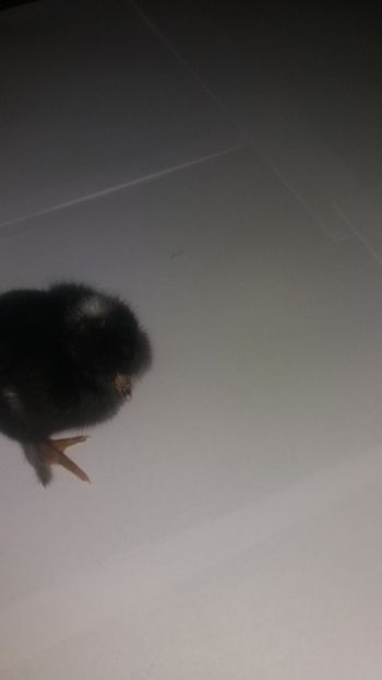  - Pui motati 2018 seria 4