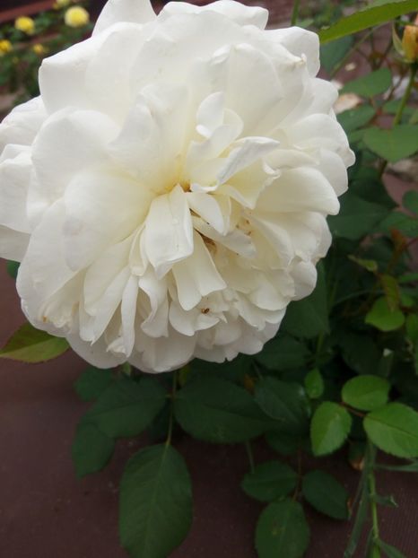  - White Gruss an Aachen-