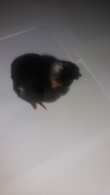  - Pui motati 2018 seria 4