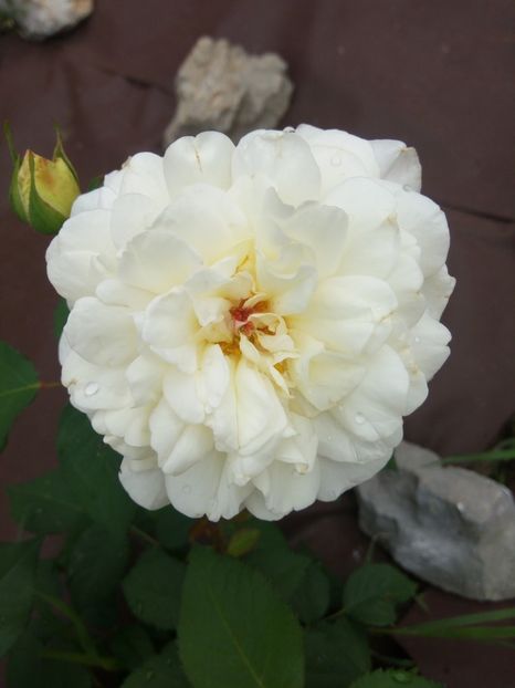  - White Gruss an Aachen-