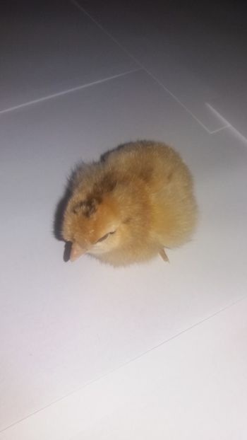  - Pui motati 2018 seria 4