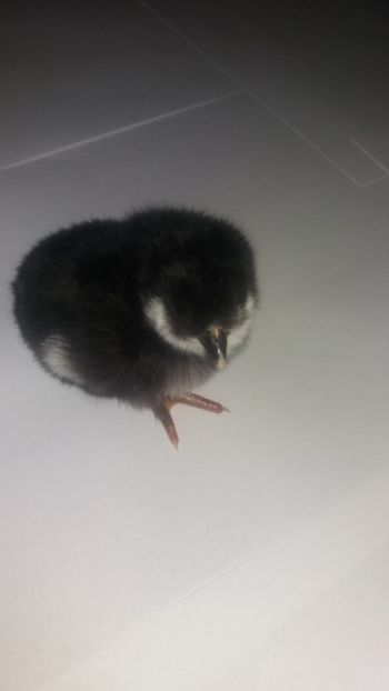  - Pui motati 2018 seria 4