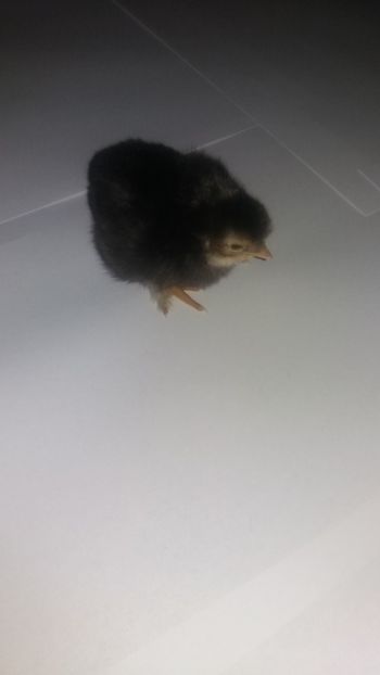  - Pui motati 2018 seria 4