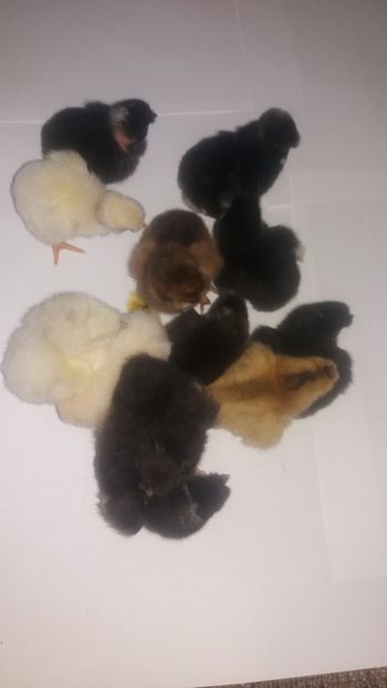  - Pui motati 2018 seria 4