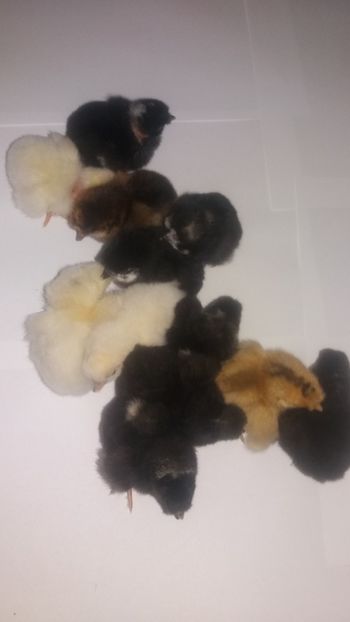  - Pui motati 2018 seria 4