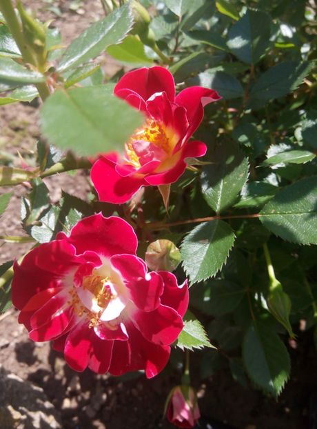 2018-12 mai - Little artist