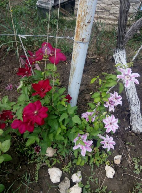 2018-12 mai - gradina 2018
