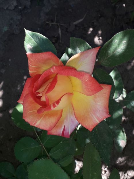 (11) Harry Wheatcroft  - 00Trandafiri 2018