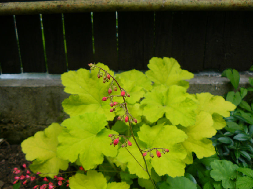 Citronella - 2018_Heuchera_plante umbra