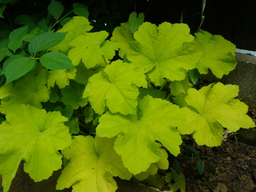 Citronella - 2018_Heuchera_plante umbra