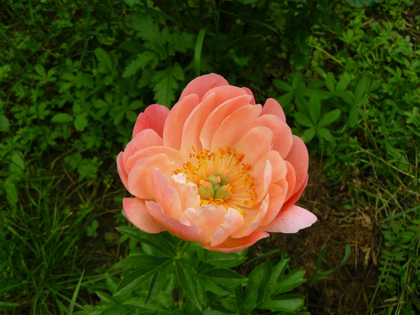 Coral Charm (langa Chantal Merieux) - 2018_Bujori