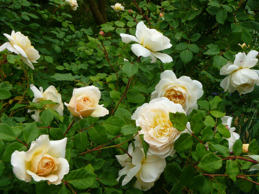 Crocus - 2018_Mai_Trandafiri