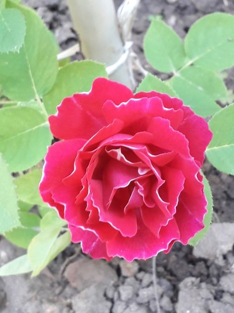 (12) Baron Girod de l Ain - 00Trandafiri 2018