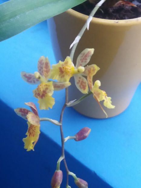  - Mini Howeara Mini Primi