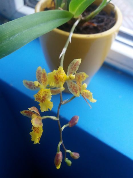  - Mini Howeara Mini Primi