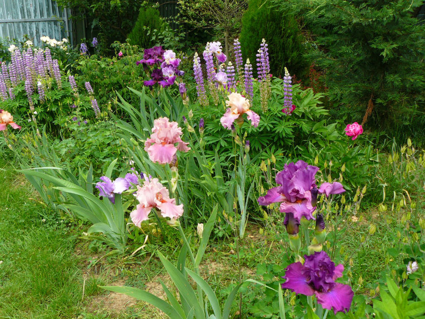 Okapy Papy si Weekend update - 2018_Irisi cu denumire