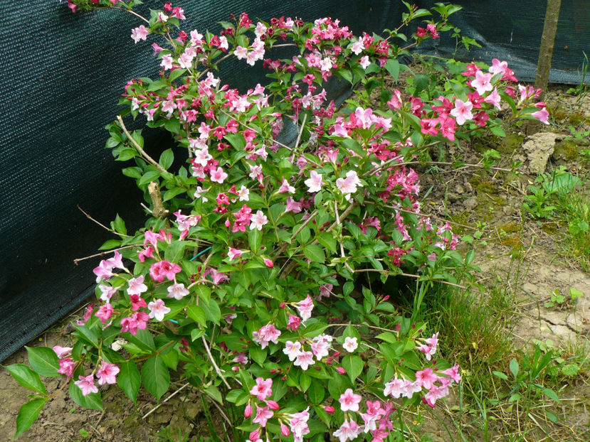 Weigelia - 2018_Irisi cu denumire
