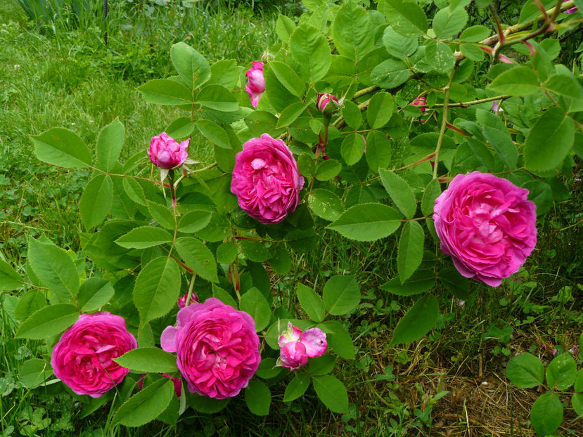 Rose de Violette o singura ramurica cazuta la pamant - 2018_Mai_Trandafiri