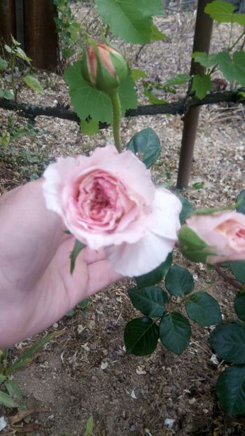  - Abraham Darby