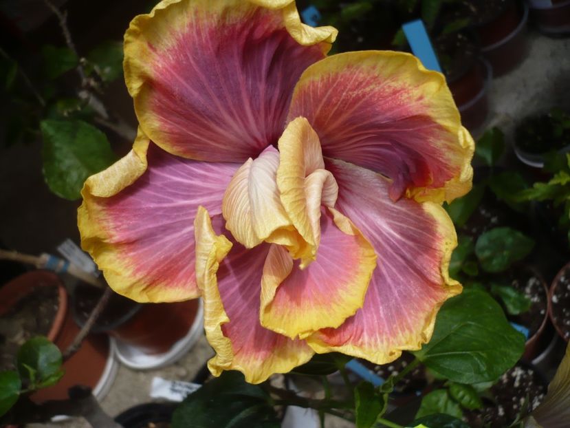 P1360932 - HIBISCUSI 2018-1
