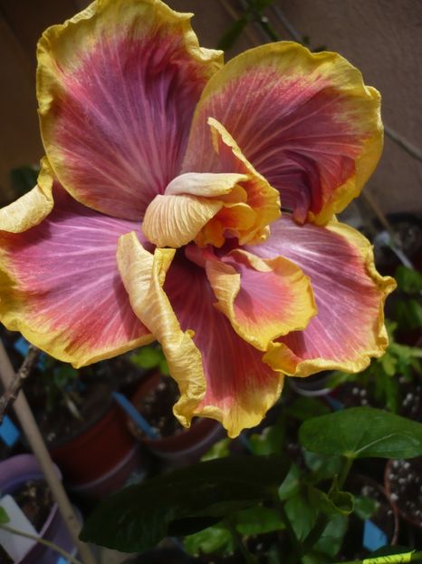 P1360933 - HIBISCUSI 2018-1