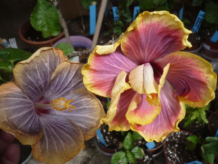 P1360934 - HIBISCUSI 2018-1
