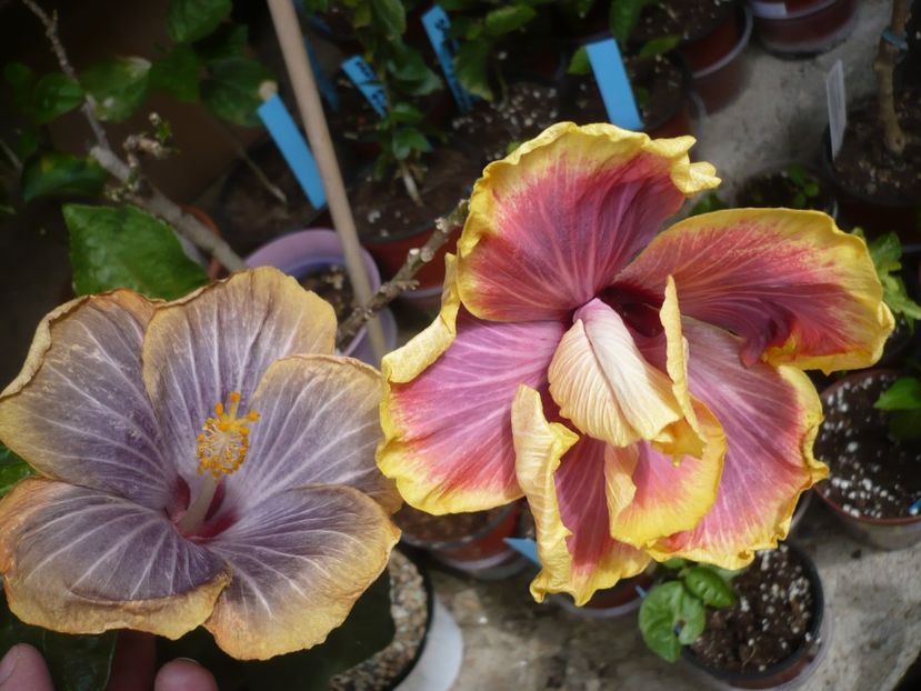 P1360935 - HIBISCUSI 2018-1