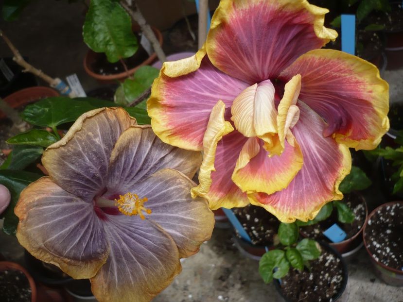 P1360937 - HIBISCUSI 2018-1