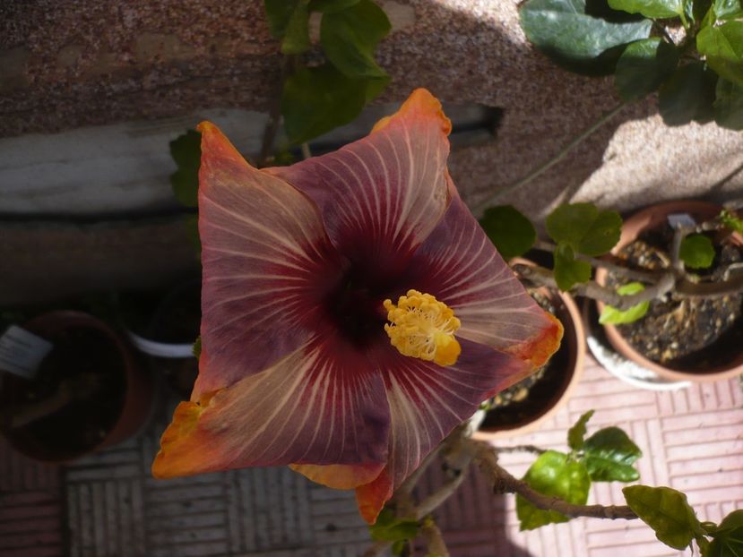 P1370021 - HIBISCUSI 2018-1