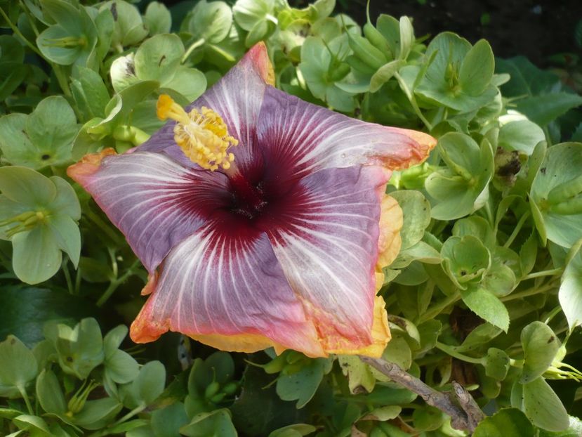 P1370022 - HIBISCUSI 2018-1