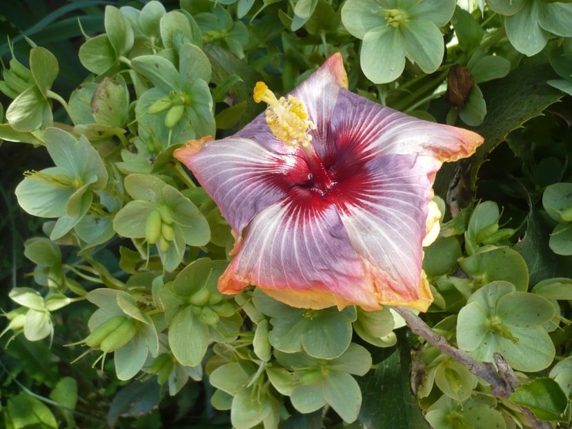 P1370024 - HIBISCUSI 2018-1