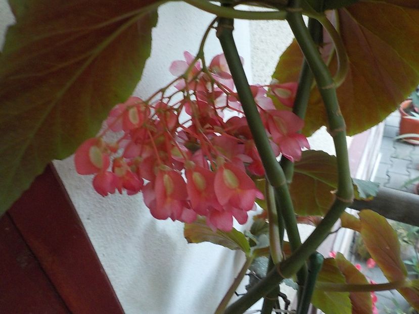  - begonia lucernae