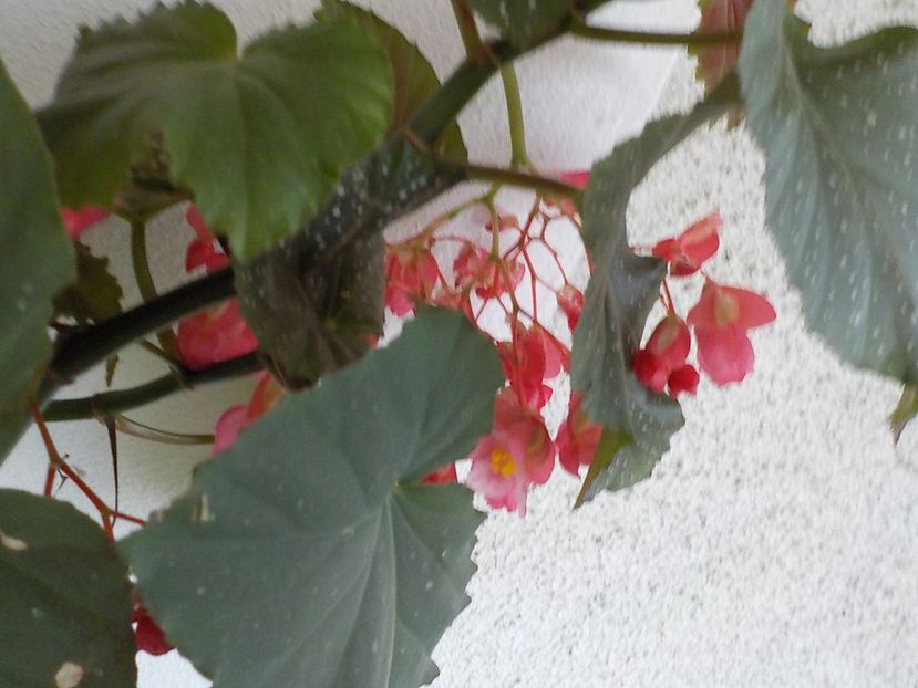  - begonia lucernae