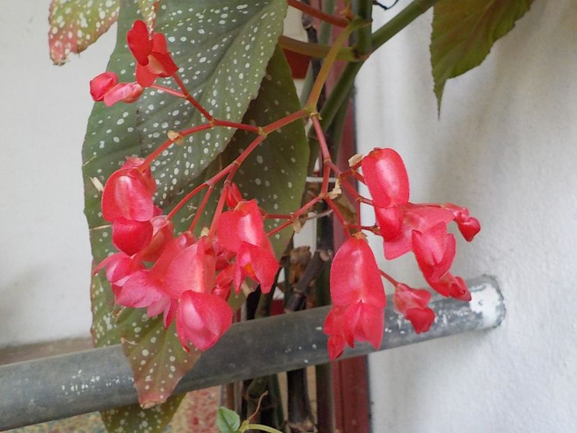  - begonia lucernae