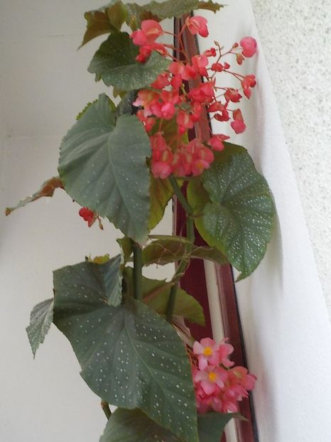  - begonia lucernae