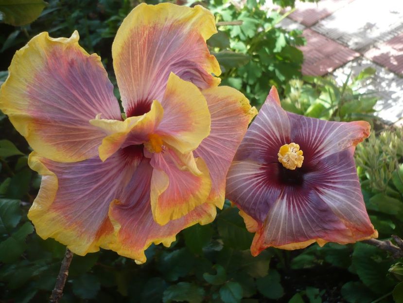 P1370031 - HIBISCUSI 2018-1