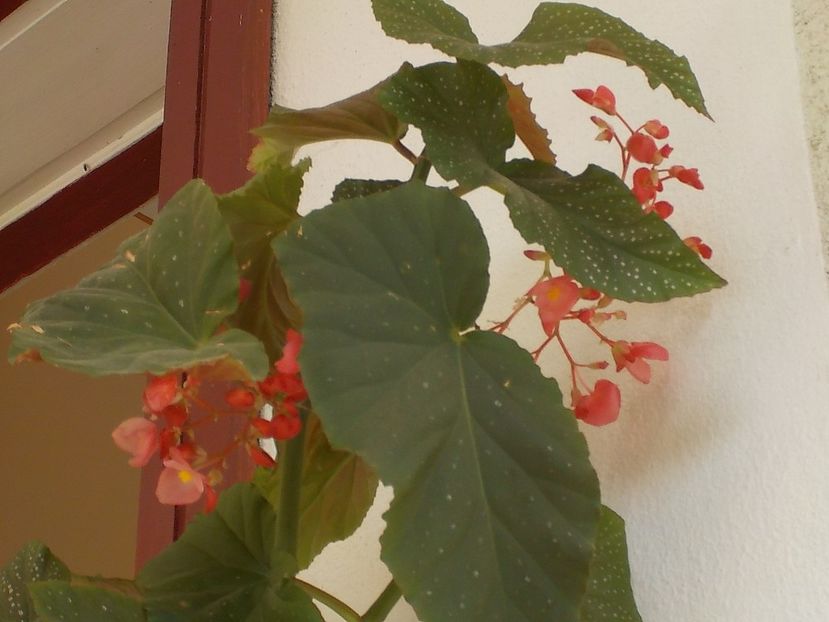  - begonia lucernae