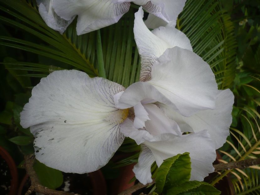 12.05.2018 - GRADINA 2018