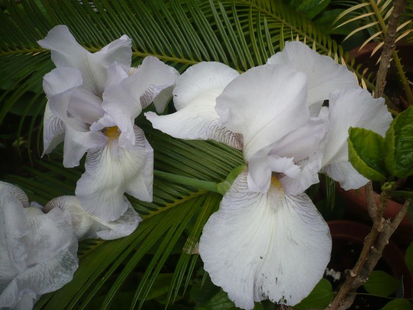 P1360939 - GRADINA 2018