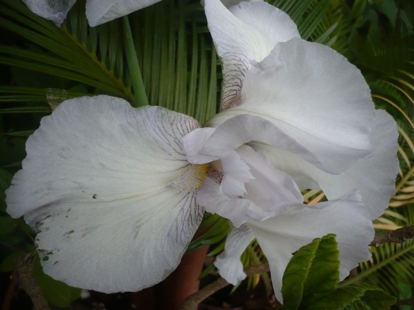 P1360940 - GRADINA 2018