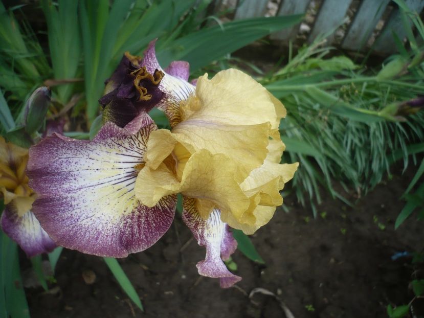 P1360943 - GRADINA 2018