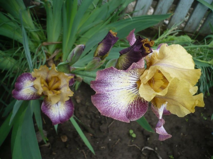 P1360945 - GRADINA 2018