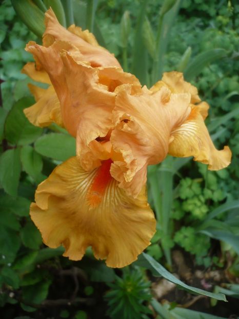 P1360947 - GRADINA 2018